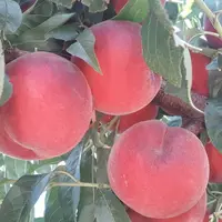Melox® 26, sur le créneau de récolte de début juillet, a pour atout sa floraison tardive.