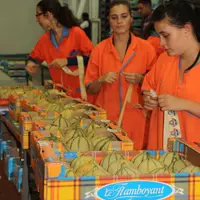 Une nouvelle grille de calibrage du melon privilégient la flexibilité de l'offre du calibre 12 est en vigueur pour cette campagne.