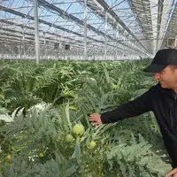 L’offre d’Ille Roussillon cette saison est estimée à 2000 tonnes d’artichaut.