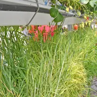 Les plantes relais permettent un bon développement de parasitoïdes et une présence de prédateurs dans la serre.
