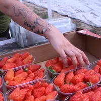Actuellement, les producteurs conditionnent dès la récolte les fraises en barquette dans les colis d’expédition, ce qui oblige à refroidir le colis en