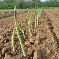 Cédric Lacombe a subi des vols répétés de ses asperges sur une plantation d'un an, mettant ainsi en difficulté l'implantation de l'aspergeraie.