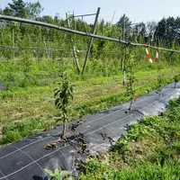Le paillage se présente comme un investissement efficace et rentable par rapport au désherbage mécanique.