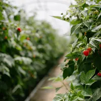 En production de framboises, la présence de certains ravageurs est en hausse ces dernières années, dont les acariens ériophyides.