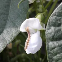 L’objectif est d’intervenir sur les œufs ou les jeunes larves, plus sensibles aux insecticides.