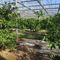 Des maraîchers de Provence-Alpes-Côte d’Azur se lancent dans la culture d’agrumes dans d’anciennes serres de tomate.