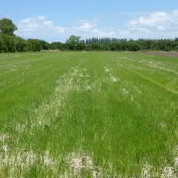 La production de carottes est celle qui est la plus mise en difficulté par la présence de souchet, avec parfois une couverture totale de la parcelle.