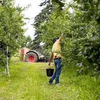 Vergers Cancel prévoit une belle récolte d’environ 10 000 t de prunes cette année, dont environ 1 200 t en propre.