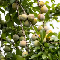 Vergers Cancel aura donc aussi des volumes accrus de reines-claudes dorées label Rouge, de prunes jaunes TC Sun, de mirabelles, de prunes d’ente et de