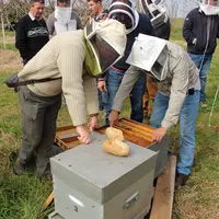 La plupart des arboriculteurs travaillent depuis des années en étroite collaboration avec des apiculteurs © RFL