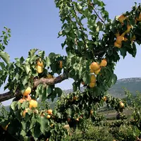 Fruits / Arboriculture / Abricots à maturité sur une branche