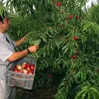 Fruits / Arboriculture / Récolte / Cueillette des nectarines
