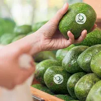 avocat Apeel en rayon