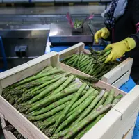 mise en caisses d'aspertge vertes dans une station de conditionnement