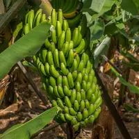 régimes de bananes
