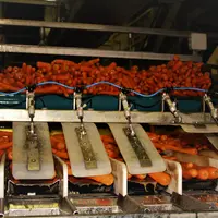 carottes