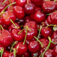 Gros plan sur des cerises.