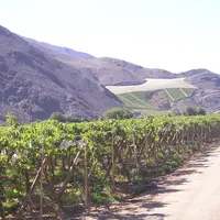 production de raisins dans l'Atacama au Chili