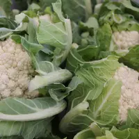 Chou romanesco blanc de Prince de Bretagne Véronique Bargain