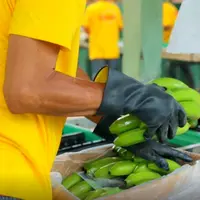 Bananes equateur