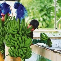 banane Equateur