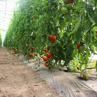 serre bio chauffée