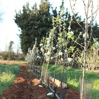 Femelle avec oeufs © La Morinière