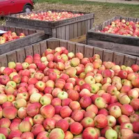 pommes en palox dans un verger
