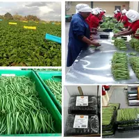 Production, récolte, tri et calibrage et embarquettage de haricots verts extra fins du Kenya par Del Monte.