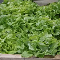 gros plan sur une salade