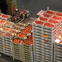 offre tomate à rungis