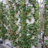 collones de cultures aéroponiques avec fraise