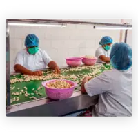 l’initiative Honest Cashew par Vico. usine de noix de cajou en Inde
