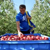 recolte pomme rouges dans vergers