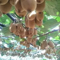 kiwis