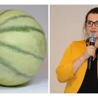 Les piqûres de nutrition des cochenilles blanches du mûrier (ici des femelles) peuvent conduire au dépérissement des arbres. © La Morinière