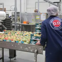 Mise en colis de mangues Dibra chez Omer Decugis à Rungis.