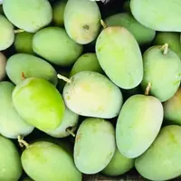 tas de mangues de variété Kesar