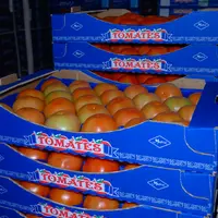 tomates maroc