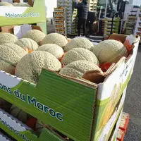 Melon du Maroc sur Rungis.