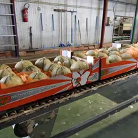 Melons Force Sud sur une ligne de conditionnement à la station de Saint-Thibéry dans l'Hérault..