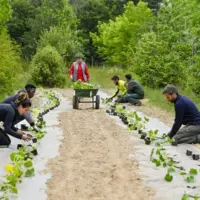 légumes en ville de Nantes
