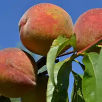 verger peches