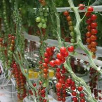 tomate cerise