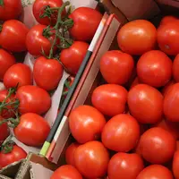Deux caisses de tomates