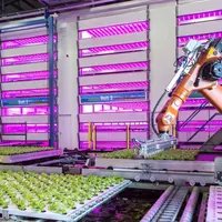 Robot maniuplant des cultures de légumes indoor