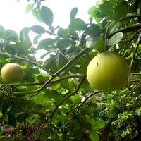 pomelos