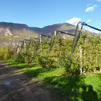 vergers sur fond Alpes italiennes