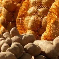 pomme de terre en girsac. les pommes de terre sont encore terreuses, au premier plan. au second plan, flou, des filets oranges remplis de pommes de te