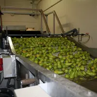 poires Pays-Bas